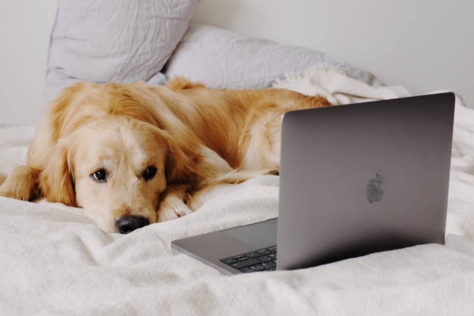 merchants lviserviss1